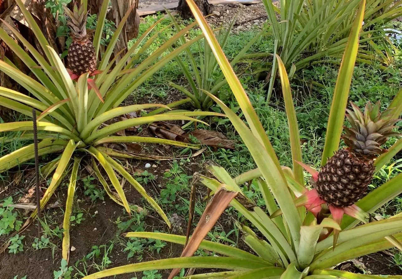 Green Queendom Farm And Lodging Oracabessa Hostel